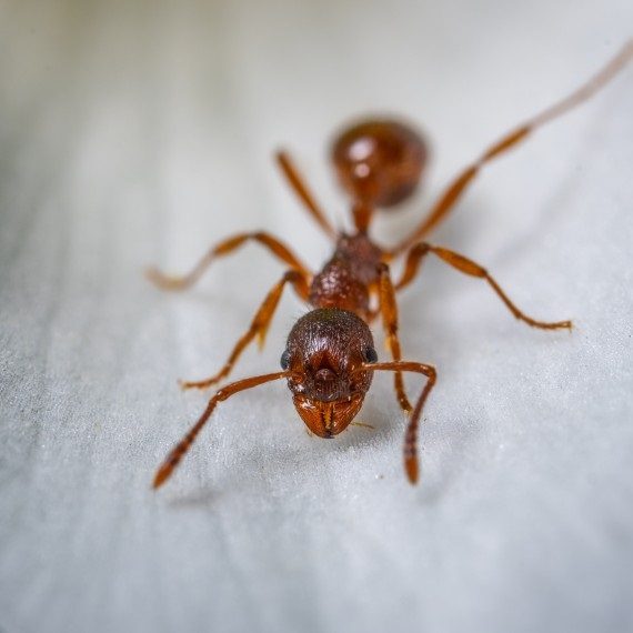 Field Ants, Pest Control in West Ealing, W13. Call Now! 020 8166 9746