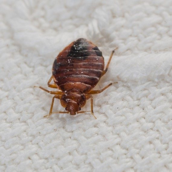 Bed Bugs, Pest Control in West Ealing, W13. Call Now! 020 8166 9746