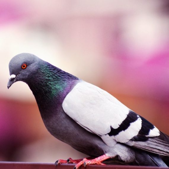 Birds, Pest Control in West Ealing, W13. Call Now! 020 8166 9746