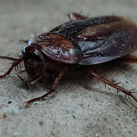 Cockroaches, Pest Control in West Ealing, W13. Call Now! 020 8166 9746