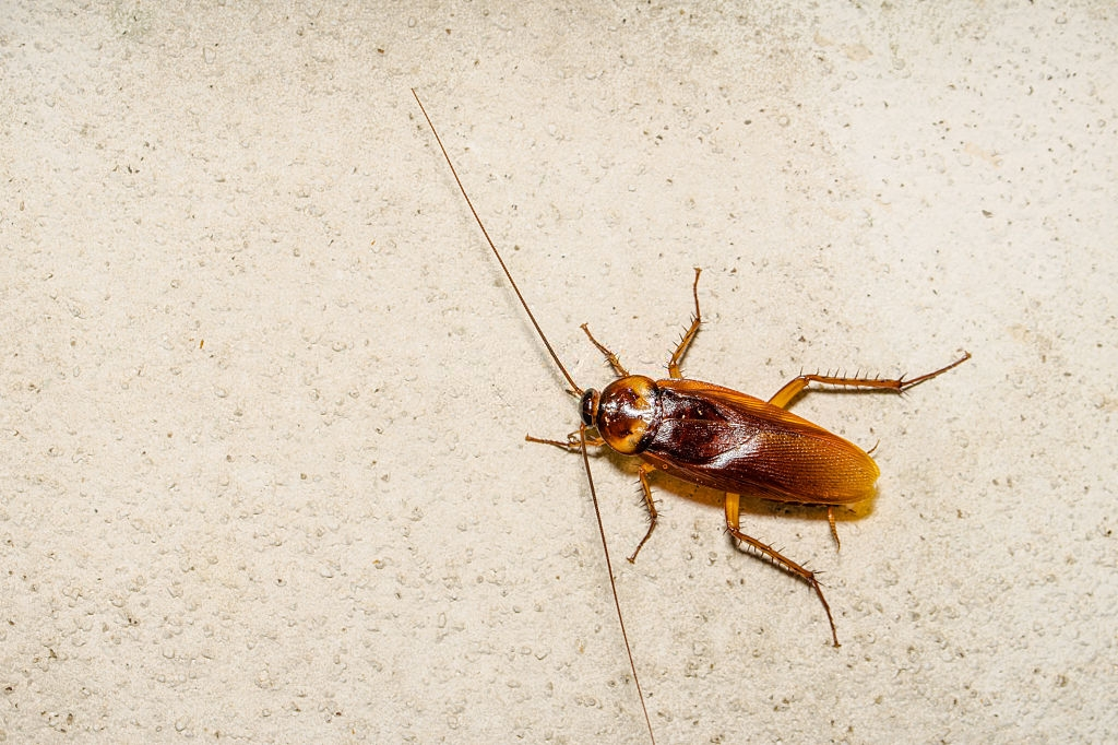 Cockroach Control, Pest Control in West Ealing, W13. Call Now 020 8166 9746