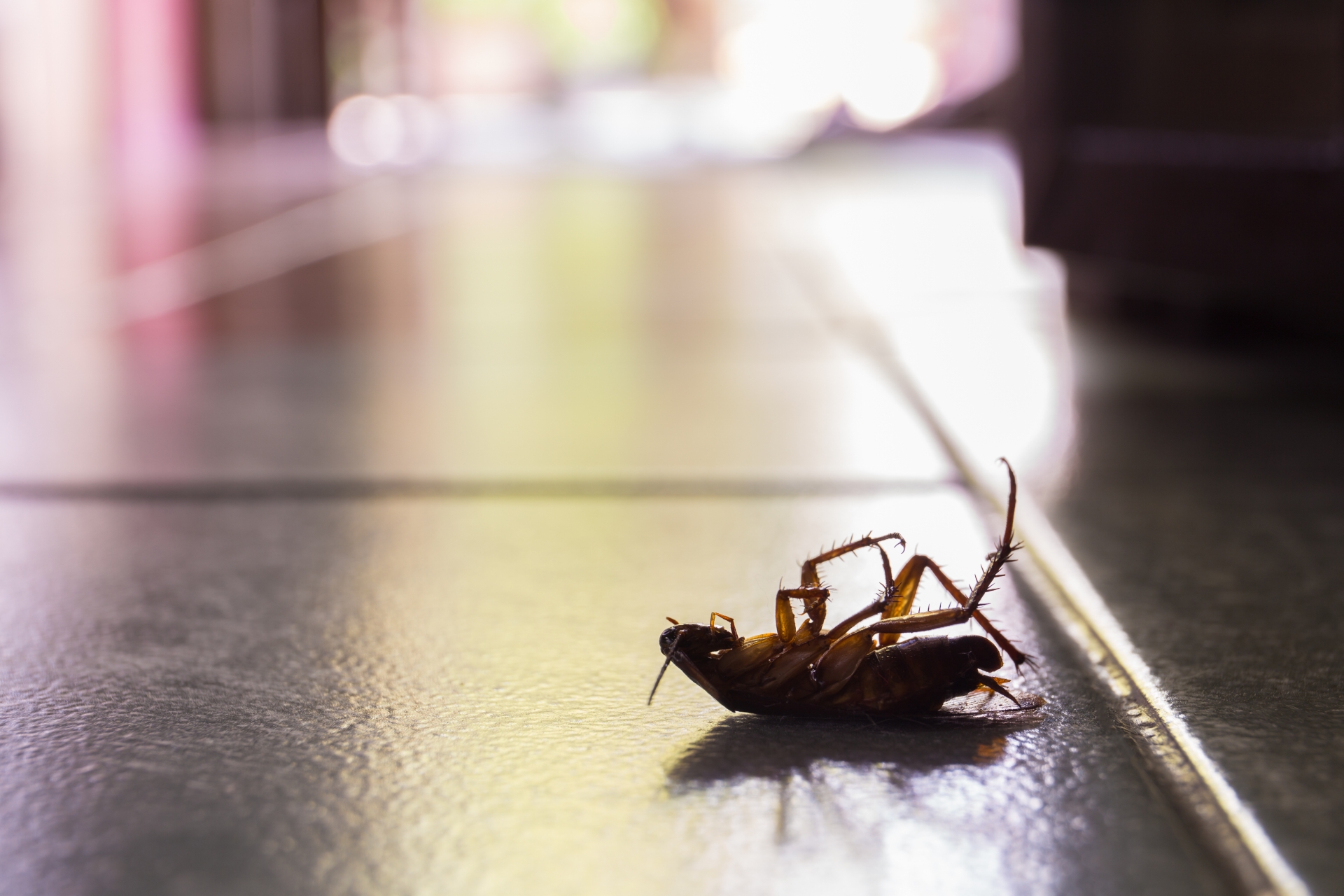 Cockroach Control, Pest Control in West Ealing, W13. Call Now 020 8166 9746
