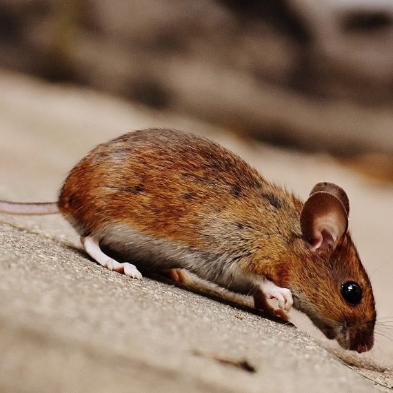 Mice, Pest Control in West Ealing, W13. Call Now! 020 8166 9746