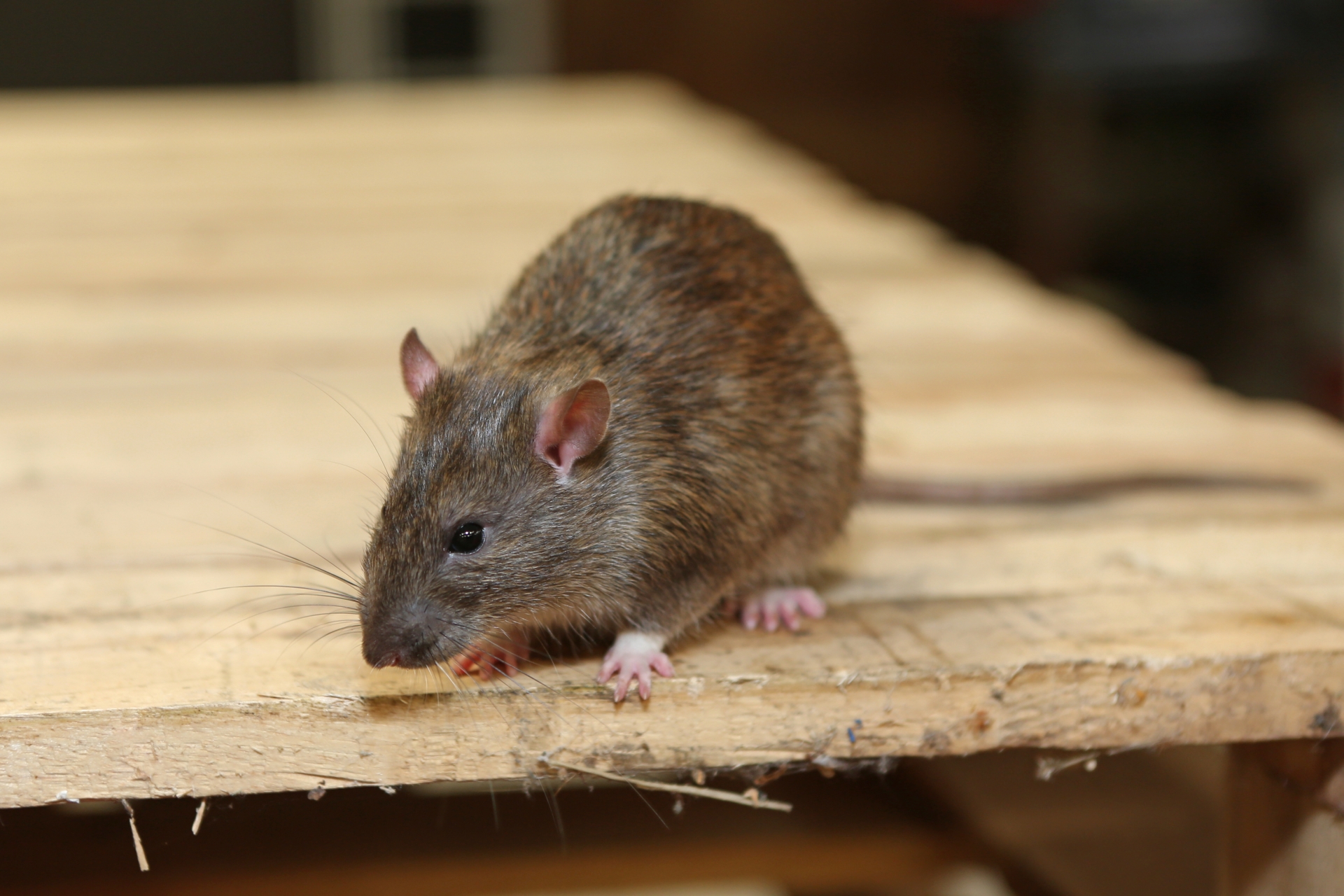Rat Infestation, Pest Control in West Ealing, W13. Call Now 020 8166 9746