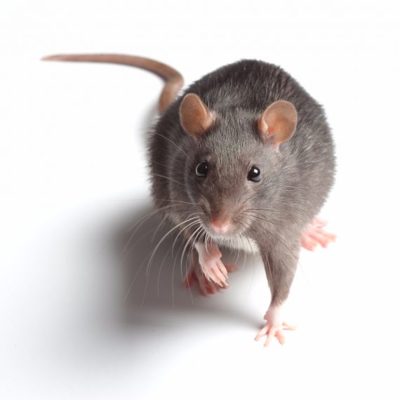 Rats, Pest Control in West Ealing, W13. Call Now! 020 8166 9746