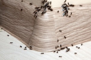 Ant Control, Pest Control in West Ealing, W13. Call Now 020 8166 9746