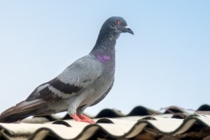 Pigeon Pest, Pest Control in West Ealing, W13. Call Now 020 8166 9746
