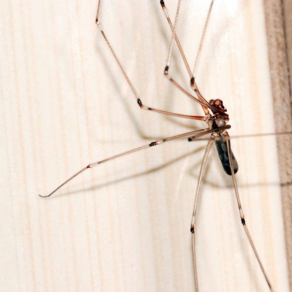 Spiders, Pest Control in West Ealing, W13. Call Now! 020 8166 9746