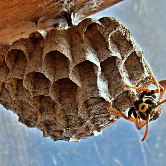 Wasps Nest, Pest Control in West Ealing, W13. Call Now! 020 8166 9746