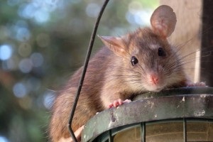 Rat extermination, Pest Control in West Ealing, W13. Call Now 020 8166 9746